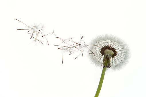 Dandelion seeds blowing in the wind against white background