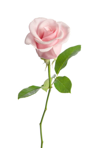 istock single pink rose isolated on white background 942602362