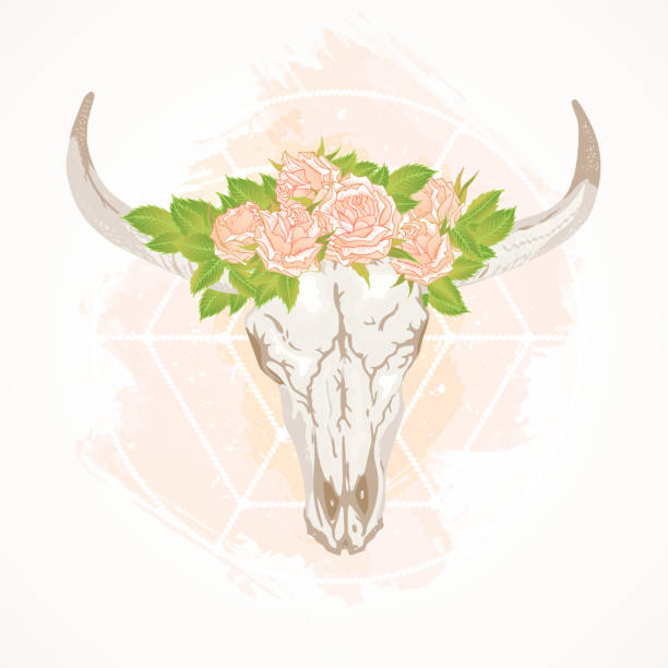 ilustracja wektorowa z dziką czaszką bawołów i różami, w stylu boho. - ox tail stock illustrations