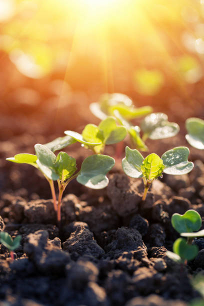 Seedling concept image of new life or new beginnings.  Seedling emerging from the soil and reaching up for the sky with morning or sunset flare.