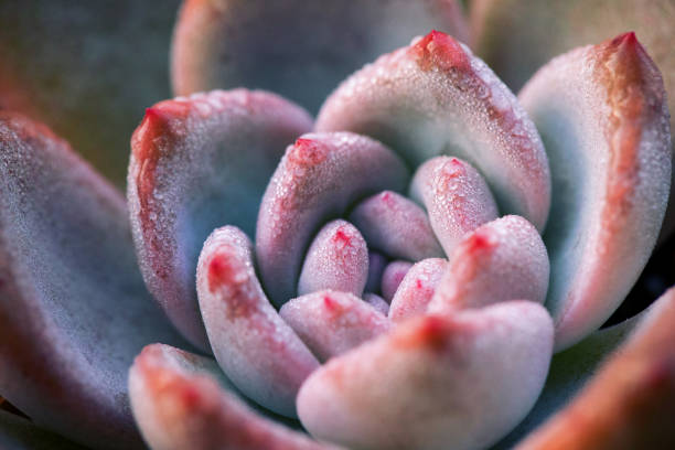 Close up of succulent plant backgruond