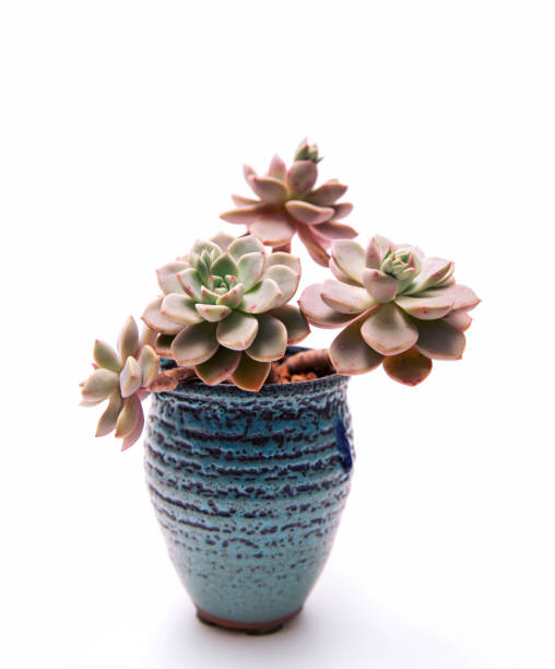 Succulent plant in the flower pot isolated on white background
