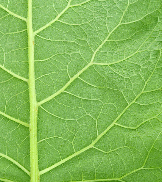 Burdock Leaf Background stock photo