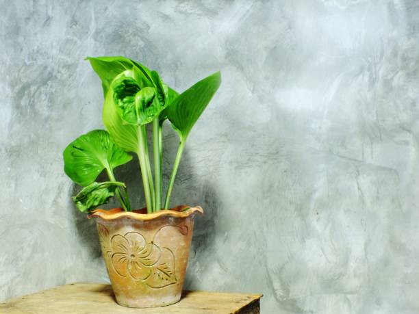 istock green tree on flower pot and space background 942606798