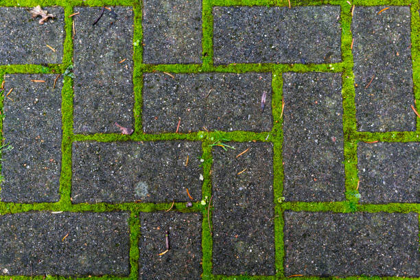 istock pedestrian tile with moss growing through the joints 942607044