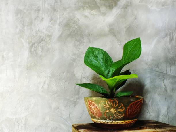 istock green tree on flower pot and space background 942607058
