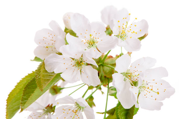 istock blooming blossoms of cherry tree isolated over white background 942607486