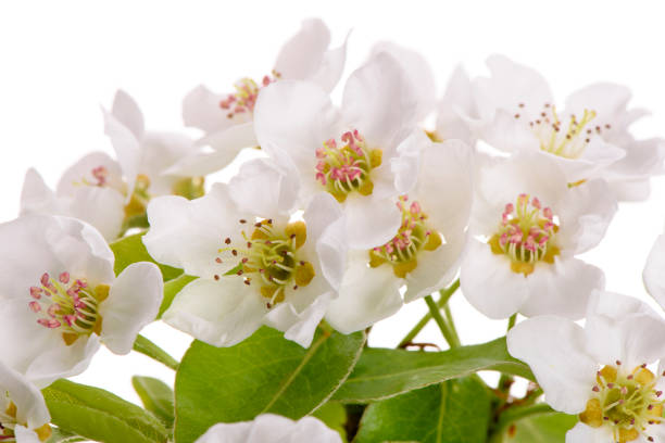 blooming blossoms of pear tree isolated over white background