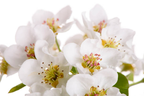 blooming blossoms of pear tree isolated over white background