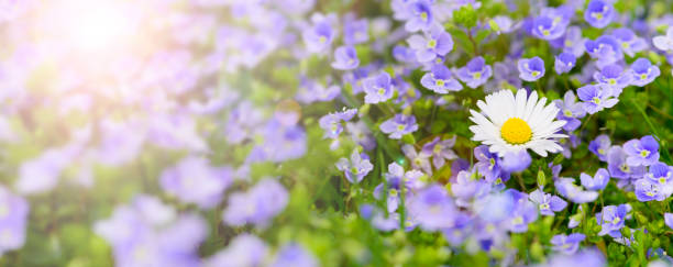 istock wide angle view to daisy flowers at spring with sunbeams 942611152