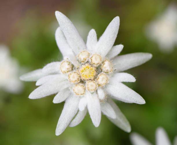 fiore di edelweiss in fiore - stella alpina foto e immagini stock
