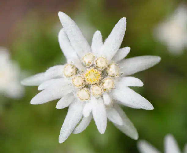 blooming Edelweiss flower