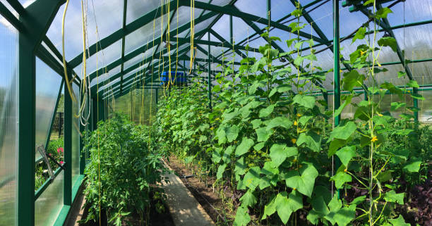 istock Growing greenhouse cucumbers and tomatoes 942615318