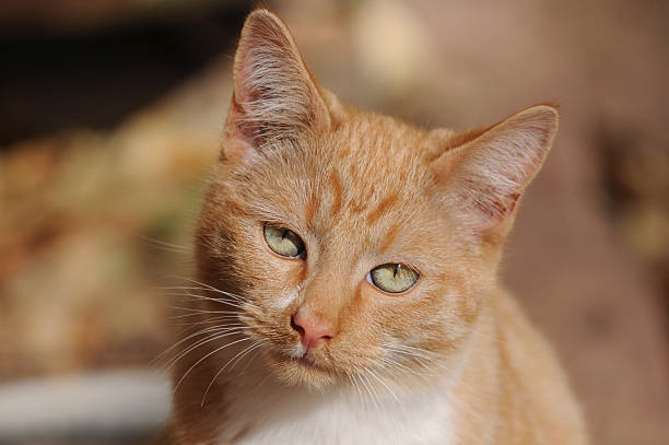 Cara de gato - fotografia de stock