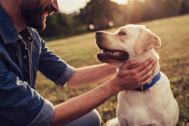 man with dog - dog happiness playing pets imagens e fotografias de stock