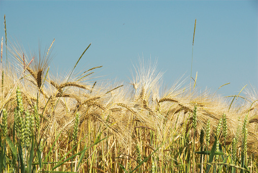 Ears of ripe spinous wheat against a cloudy sky. harvest season
