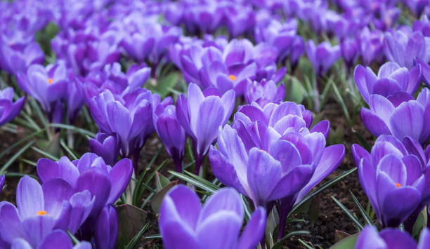 istock colorfull flowers in Holland 942622970