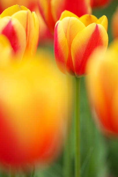 istock Red and Orange Tulips 942623168