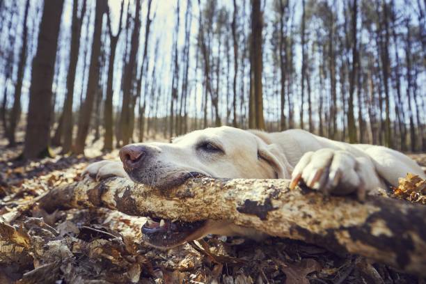 istock Playful dog in forest 942623508