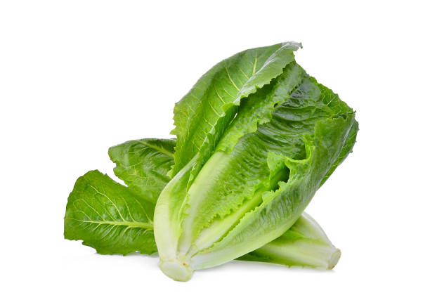 fresh baby cos, green lettuce isolated on white background fresh baby cos, green lettuce isolated on white background Romaine stock pictures, royalty-free photos & images