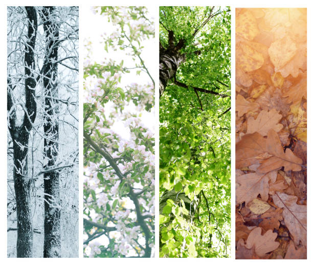 cztery pory roku koncepcyjne kolaż - four seasons season tree winter zdjęcia i obrazy z banku zdjęć
