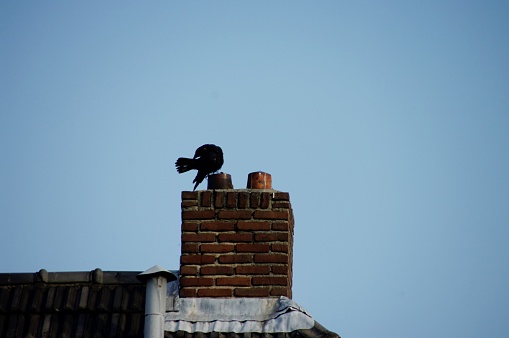 Washing crow on top of a chimney