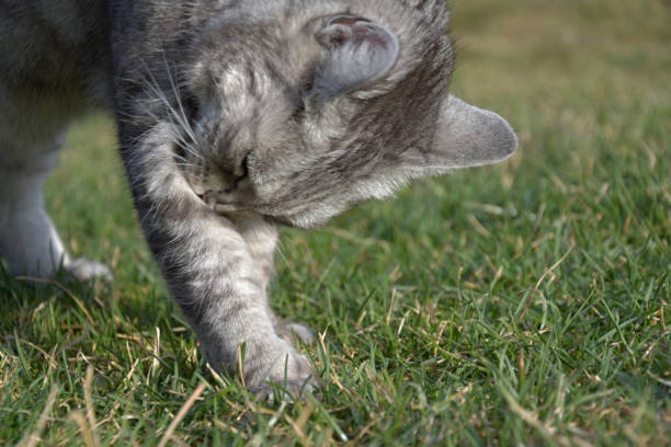 istock The gray cat licks his leg on the grass 942628600