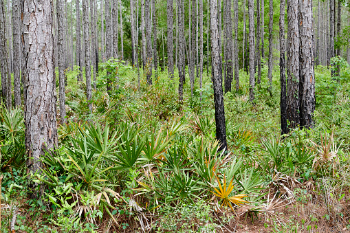 Sub tropical forest with pines and saw palmetto. Green Swamp. Florida. USA.