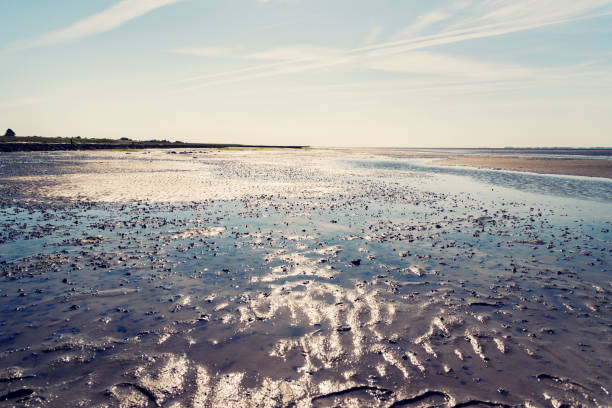 отлив в уодденском море - vertebrate water puddle water surface стоковые фото и изображения