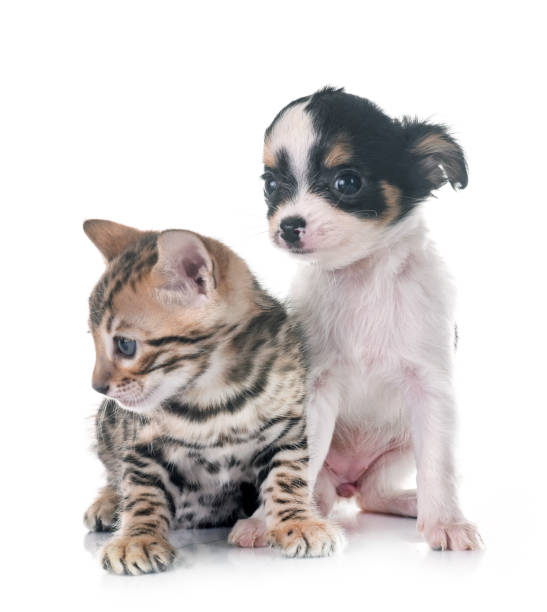 istock bengal kitten and puppy chihuahua 942631714