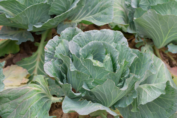 istock Cabbage closeup. freshly growing cabbage field, cabbage hurvest concept 942632242