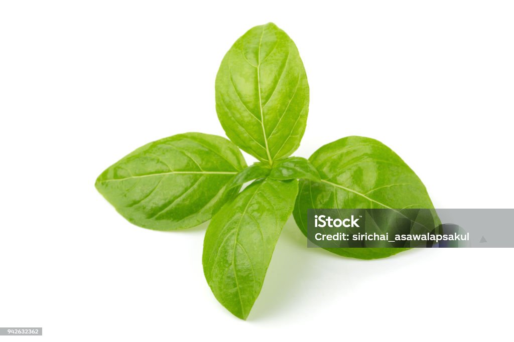 Close up of fresh green basil herb leaves isolated on white background. Sweet Genovese basil. Close up of fresh green basil herb leaves isolated on white background. Sweet Genovese basil Basil Stock Photo