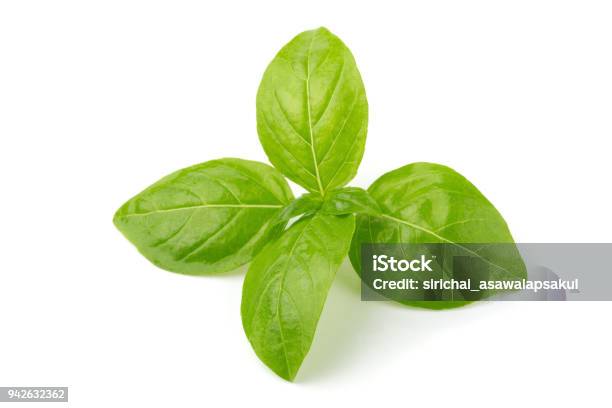 Close Up Of Fresh Green Basil Herb Leaves Isolated On White Background Sweet Genovese Basil Stock Photo - Download Image Now