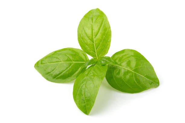 close up of fresh green basil herb leaves isolated on white background. sweet genovese basil. - basilica imagens e fotografias de stock