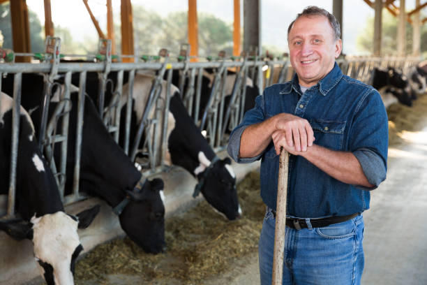 istock Successful male farmer in cowshed 942635410