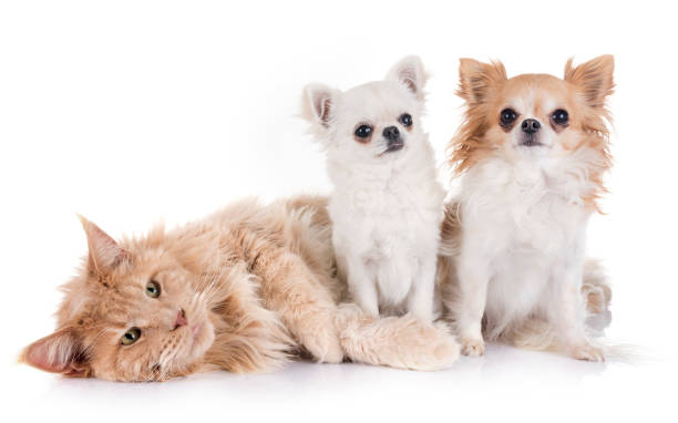 istock maine coon cat and chihuahua 942635758