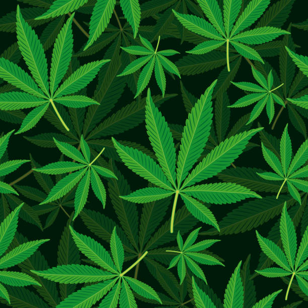 illustrations, cliparts, dessins animés et icônes de arrière-plan transparent feuille de cannabis - legalization