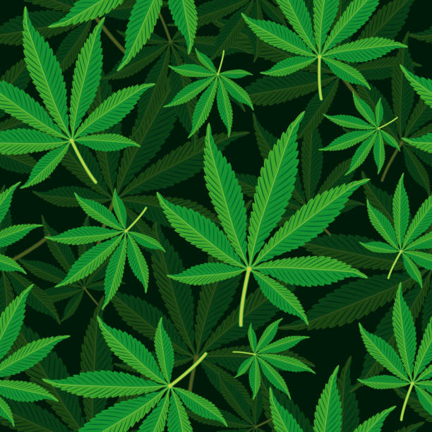 ilustrações, clipart, desenhos animados e ícones de folha de cannabis sem costura de fundo - marijuana plant