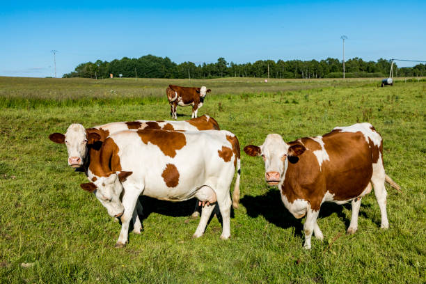 istock cows grazing at the meadow 942638956
