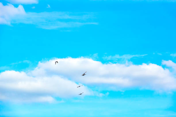 Pigeon flock flying on sky blue or azure sky and cloud