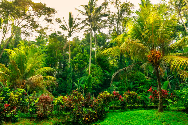 Tropical garden paradise relax, Green coconut palm trees foliage shadow Palm Tree, Tropical Climate, Rainforest, Coconut, Plant, Palm Garden ornamental garden palm tree bush flower stock pictures, royalty-free photos & images