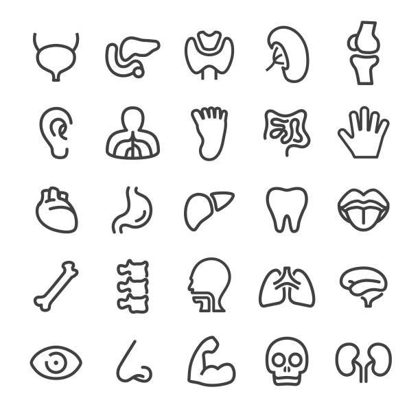 Human Anatomy Icons - Smart Line Series Human Anatomy, internal organ, spleen stock illustrations