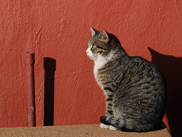 Gato malhado perdido perfil e as sombras contra parede vermelha - fotografia de stock