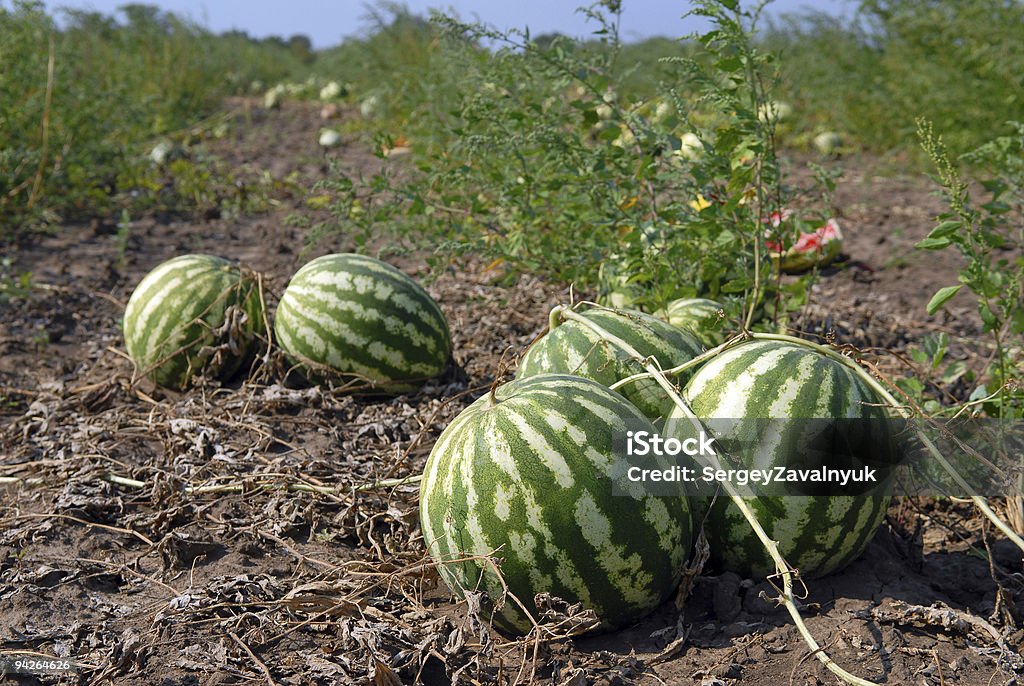 Ripe water-melons  Agricultural Field Stock Photo