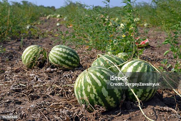 Ripe Watermelons Stock Photo - Download Image Now - Agricultural Field, Agriculture, Circle