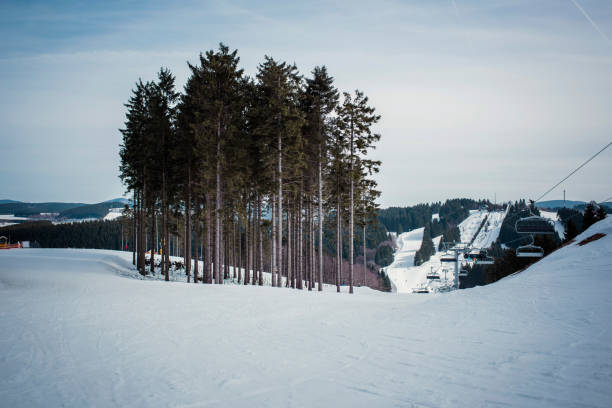 Group of pine trees on ski slope under blue cloudy sky. Winterberg, Germany. Group of pine trees on ski slope under blue cloudy sky. Winterberg, Germany. winterberg photos stock pictures, royalty-free photos & images