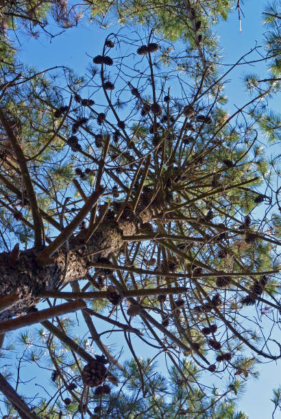 istock crown of tall pine tree against the blue sky. Branches and big pinaceae cones 942647210