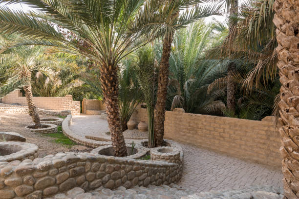 istock Al Ain oasis, Abu Dhabi emirate, UAE 942647280