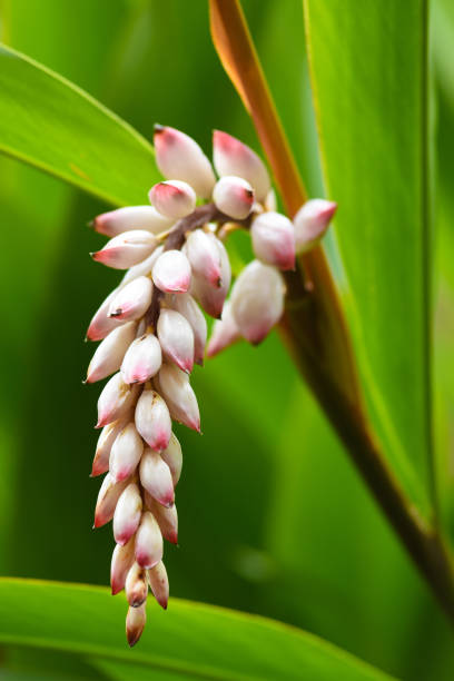 istock Beautiful tropical flower on green natural background 942650890
