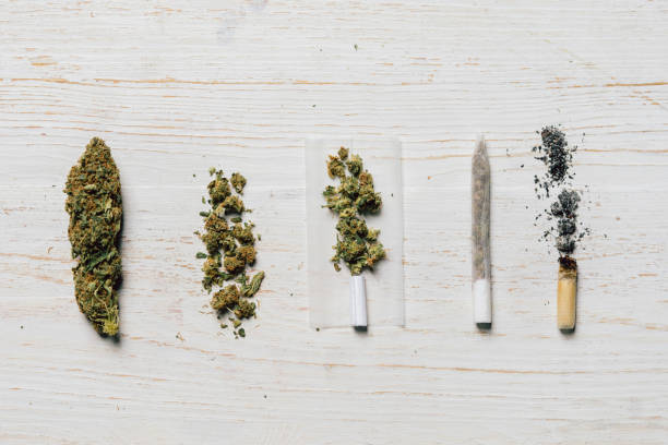 evolution of weed - efflorescent imagens e fotografias de stock